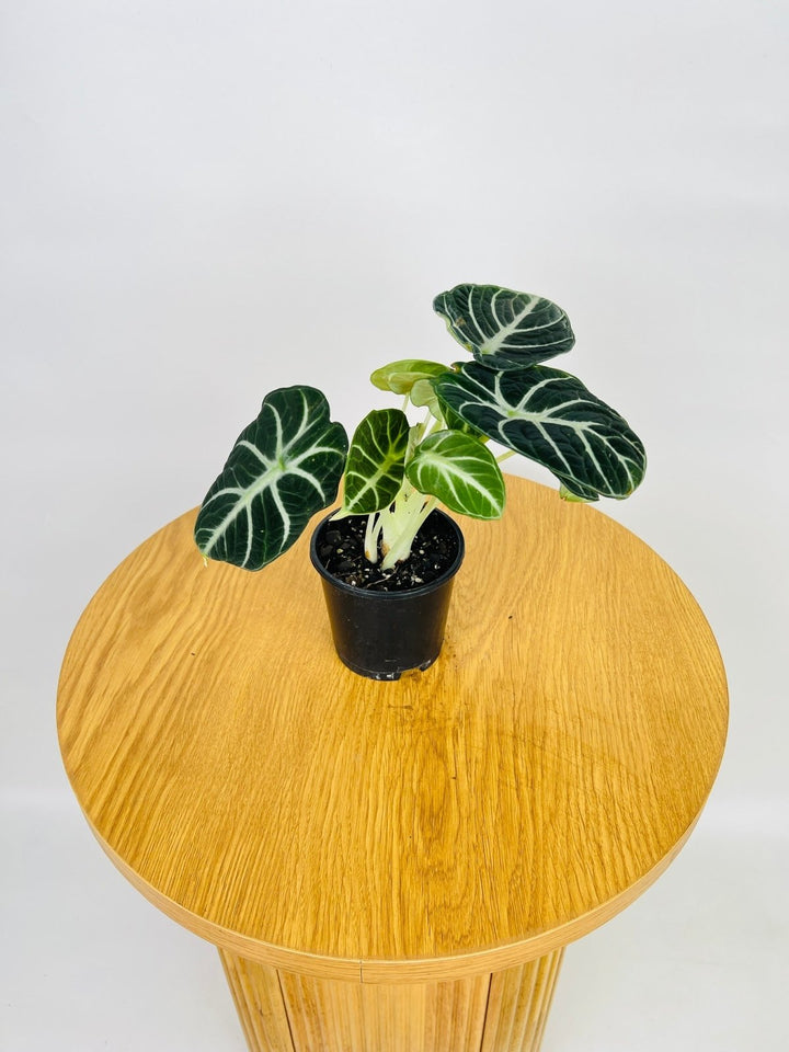 Alocasia Ninja | Uprooted