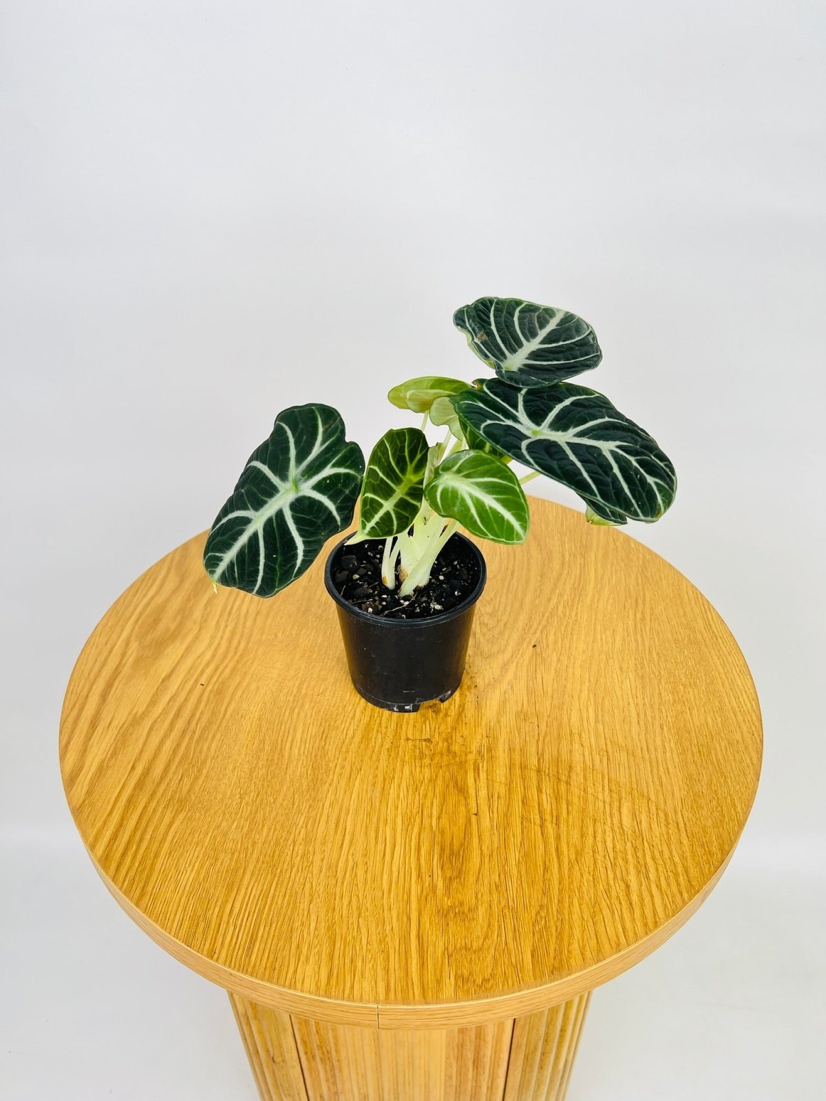 Alocasia Ninja | Uprooted