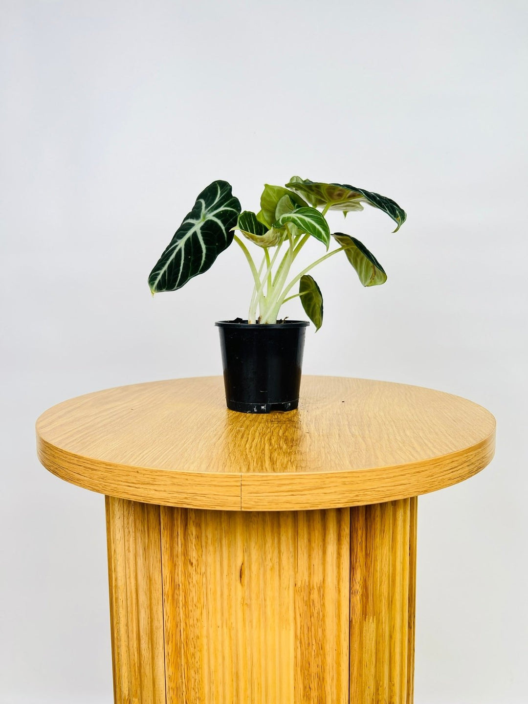 Alocasia Ninja | Uprooted