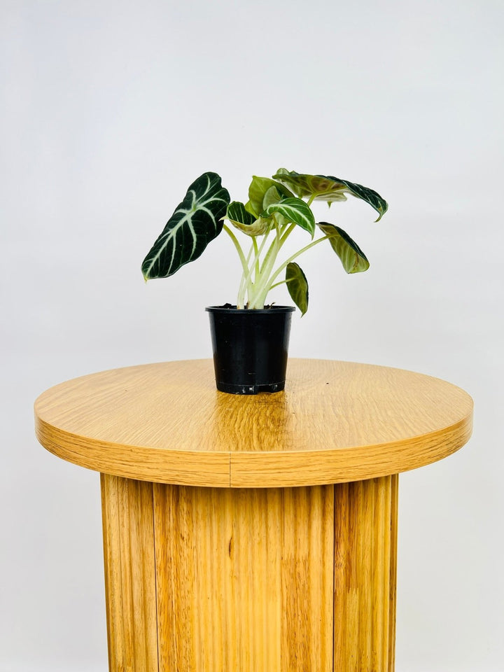 Alocasia Ninja | Uprooted