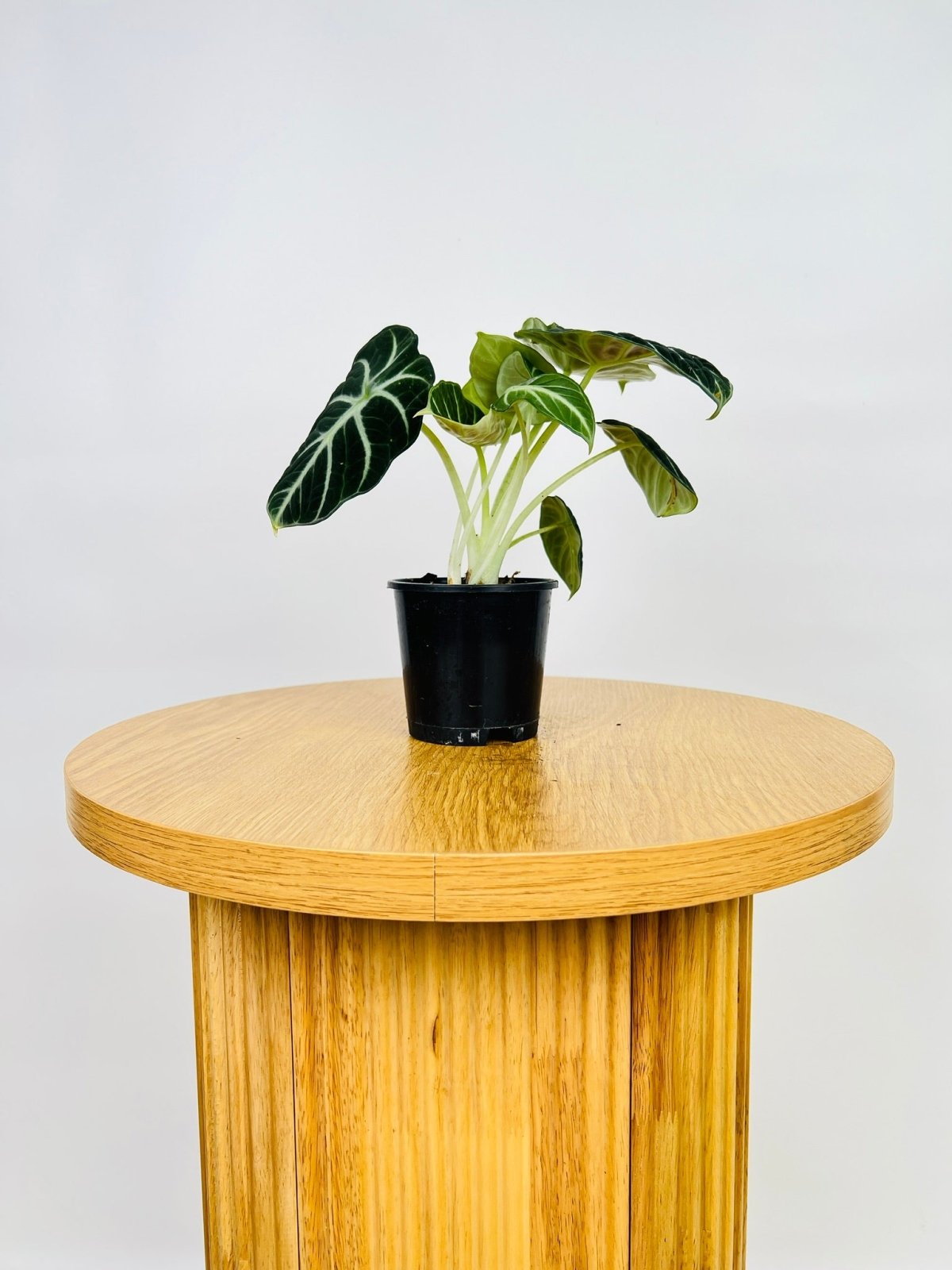 Alocasia Ninja | Uprooted