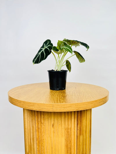 Alocasia Ninja | Uprooted