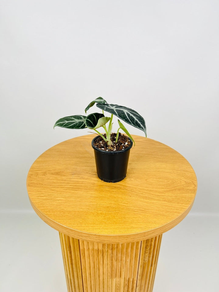 Alocasia Ninja | Uprooted