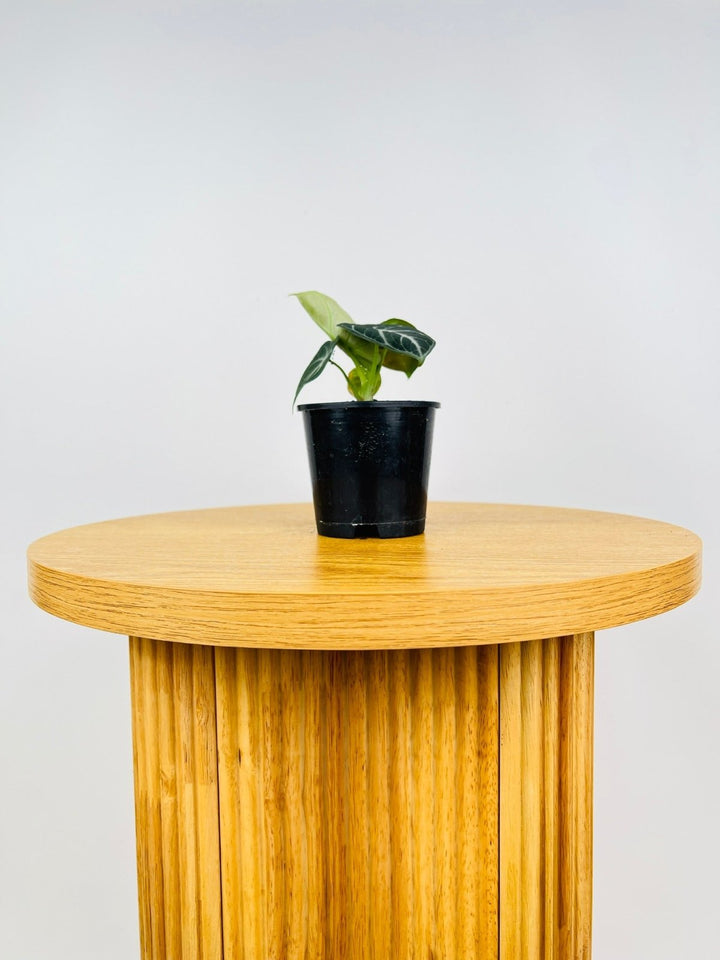 Alocasia Ninja | Uprooted
