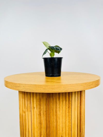 Alocasia Ninja | Uprooted