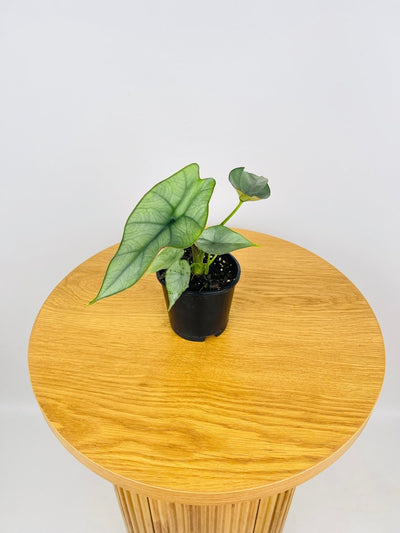 Alocasia NOID | Uprooted