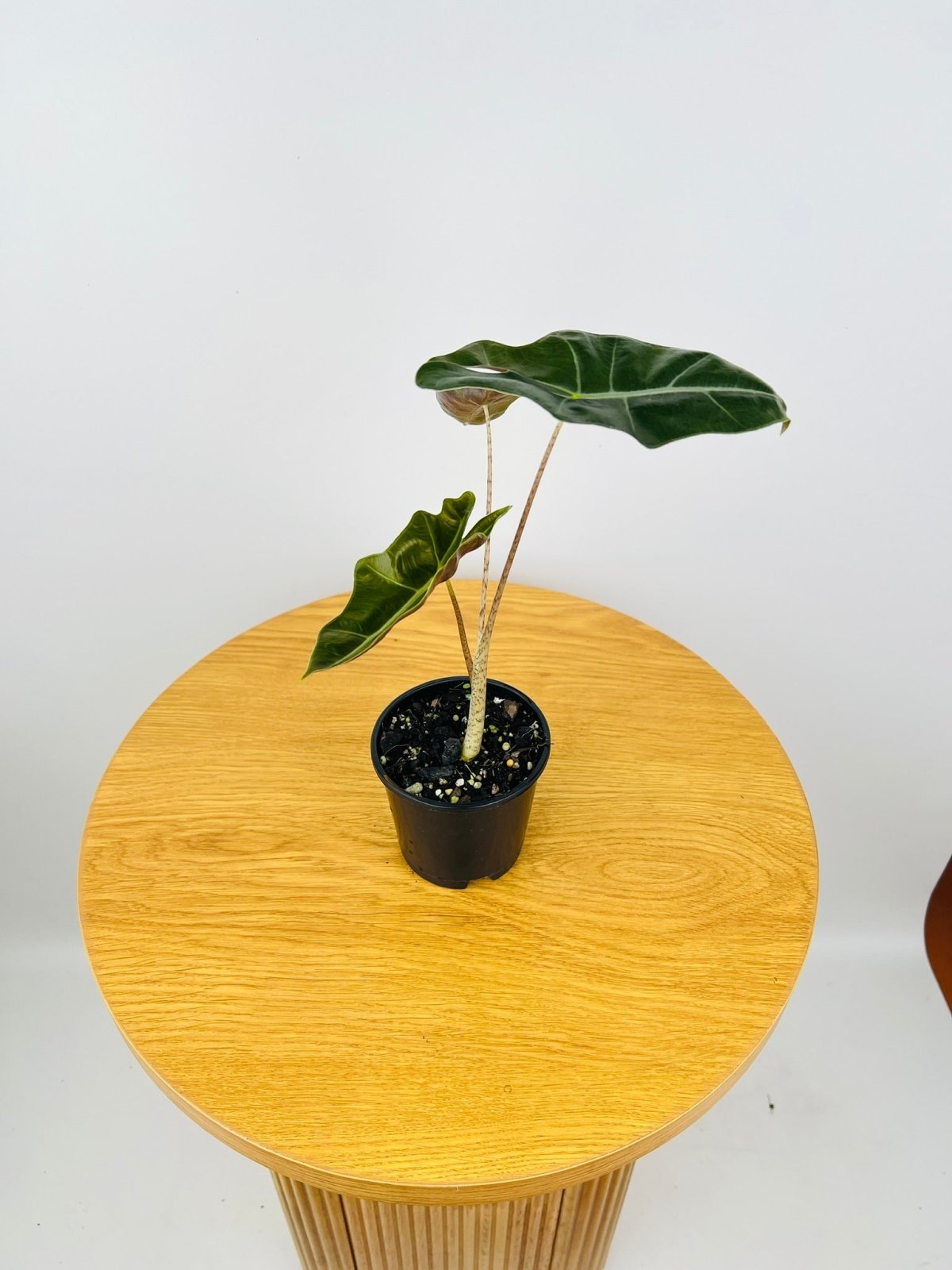 Alocasia Pseudo Sanderiana | Uprooted