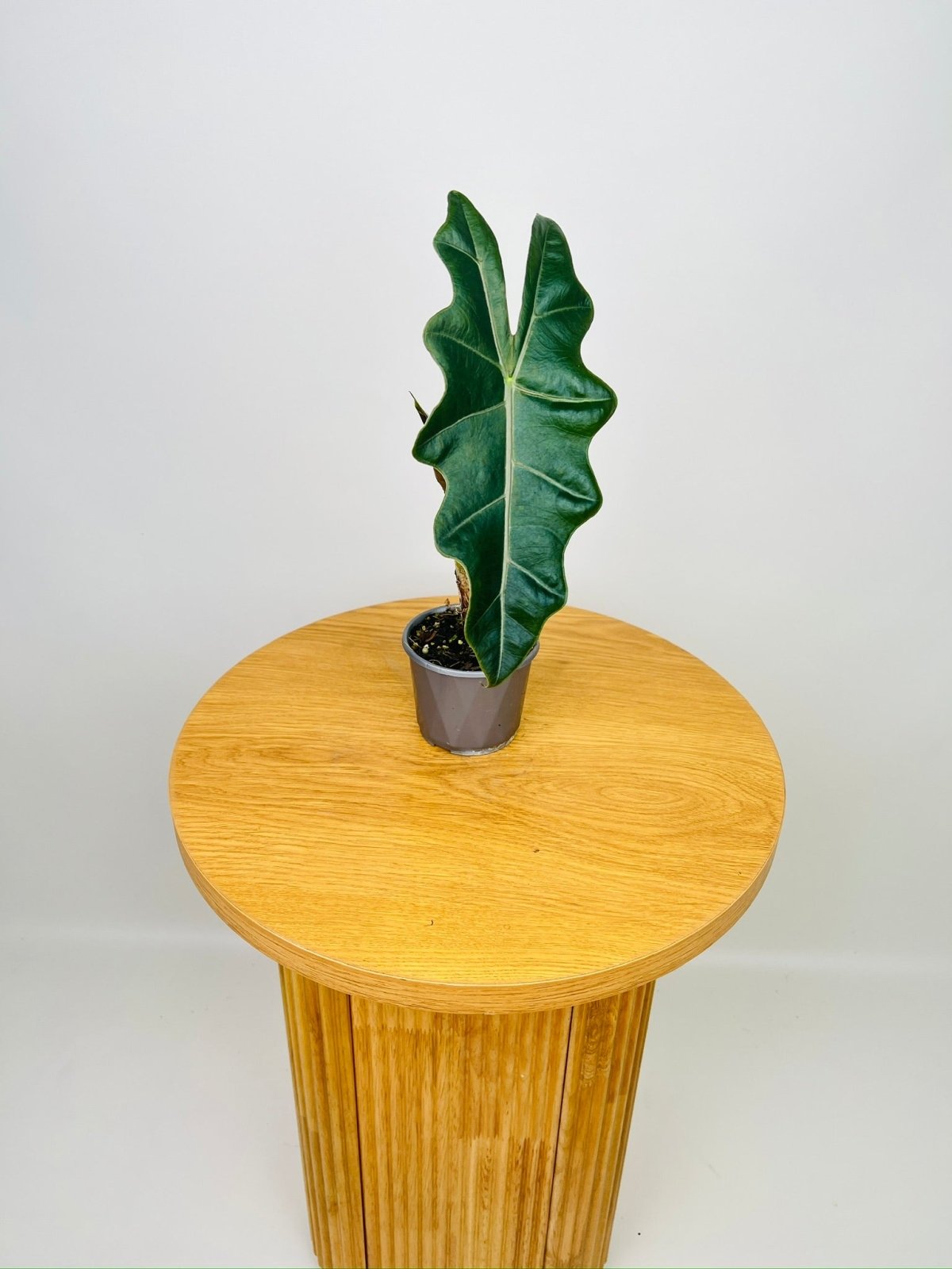 Alocasia Pseudo Sanderiana | Uprooted