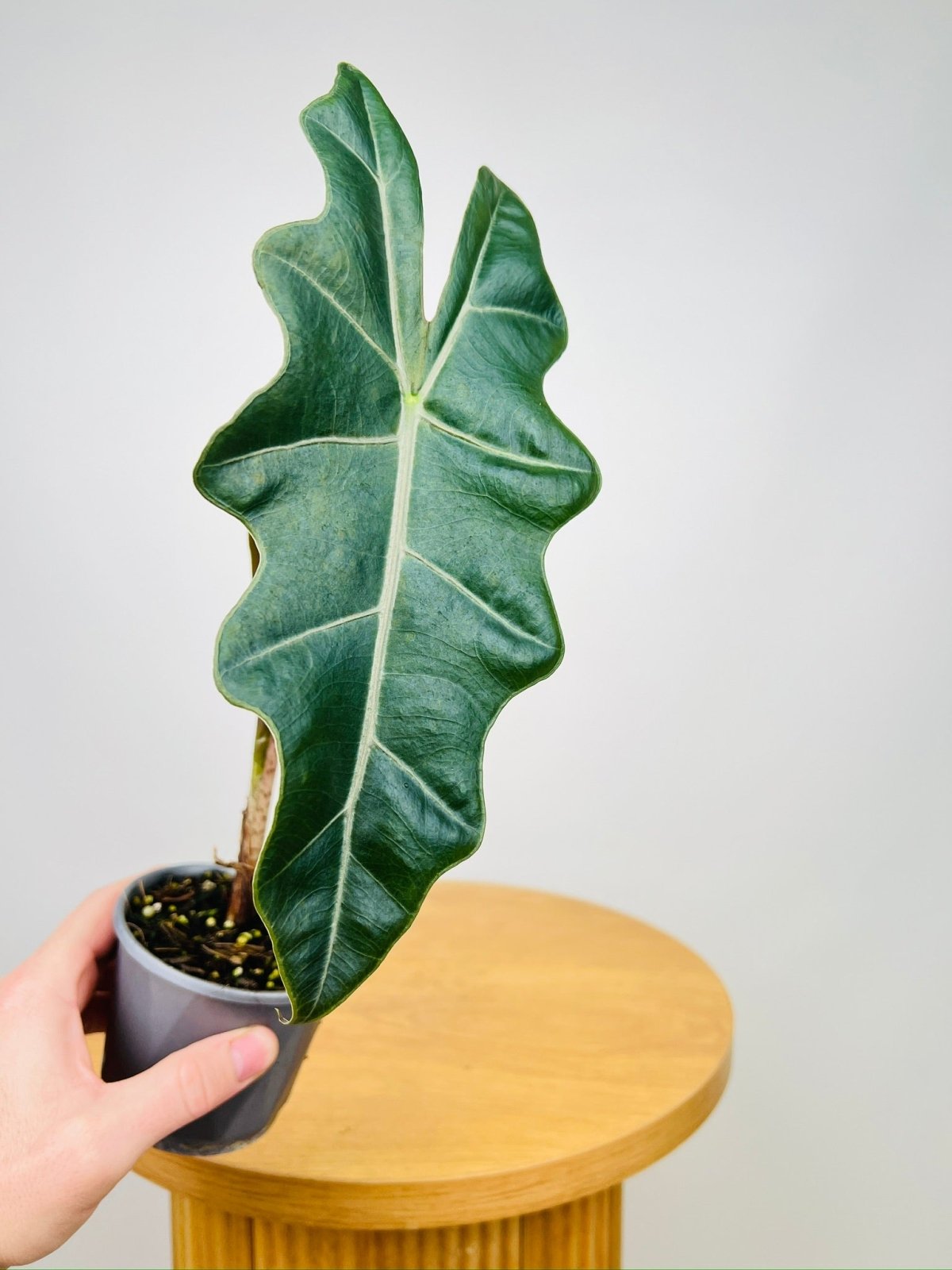 Alocasia Pseudo Sanderiana | Uprooted