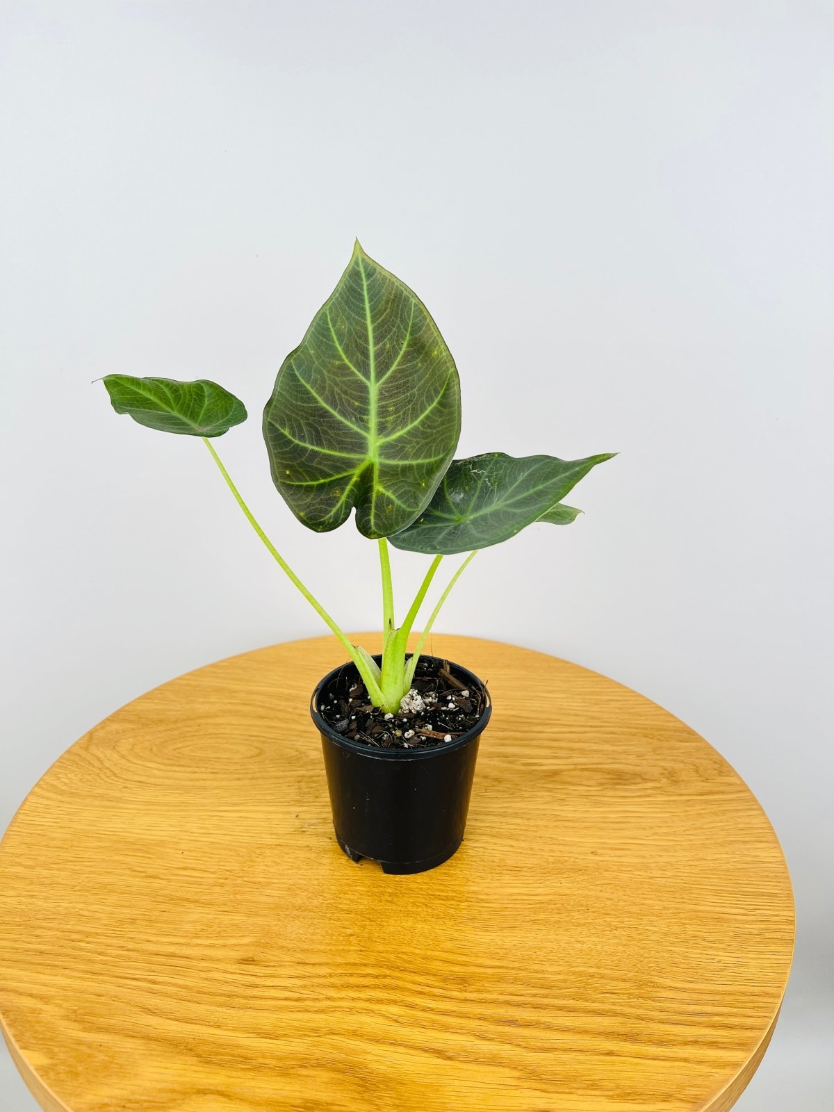 Alocasia Regal Shield | Uprooted