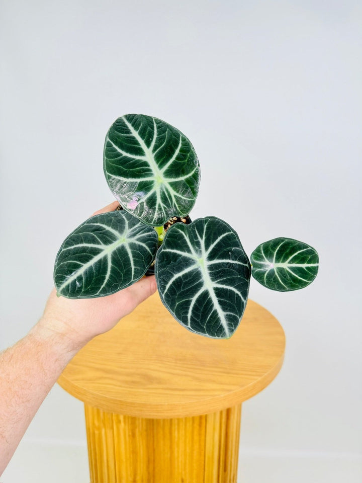 Alocasia Reginula - Ninja | Uprooted