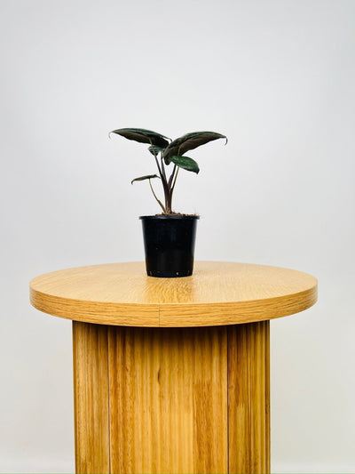 Alocasia Serendipity | Uprooted