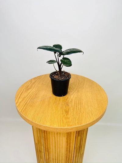 Alocasia Serendipity | Uprooted