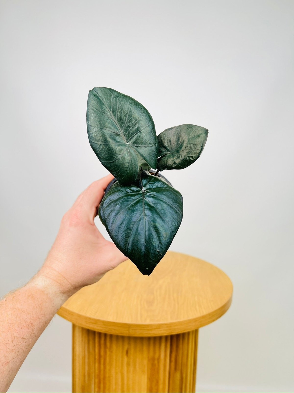 Alocasia Serendipity | Uprooted