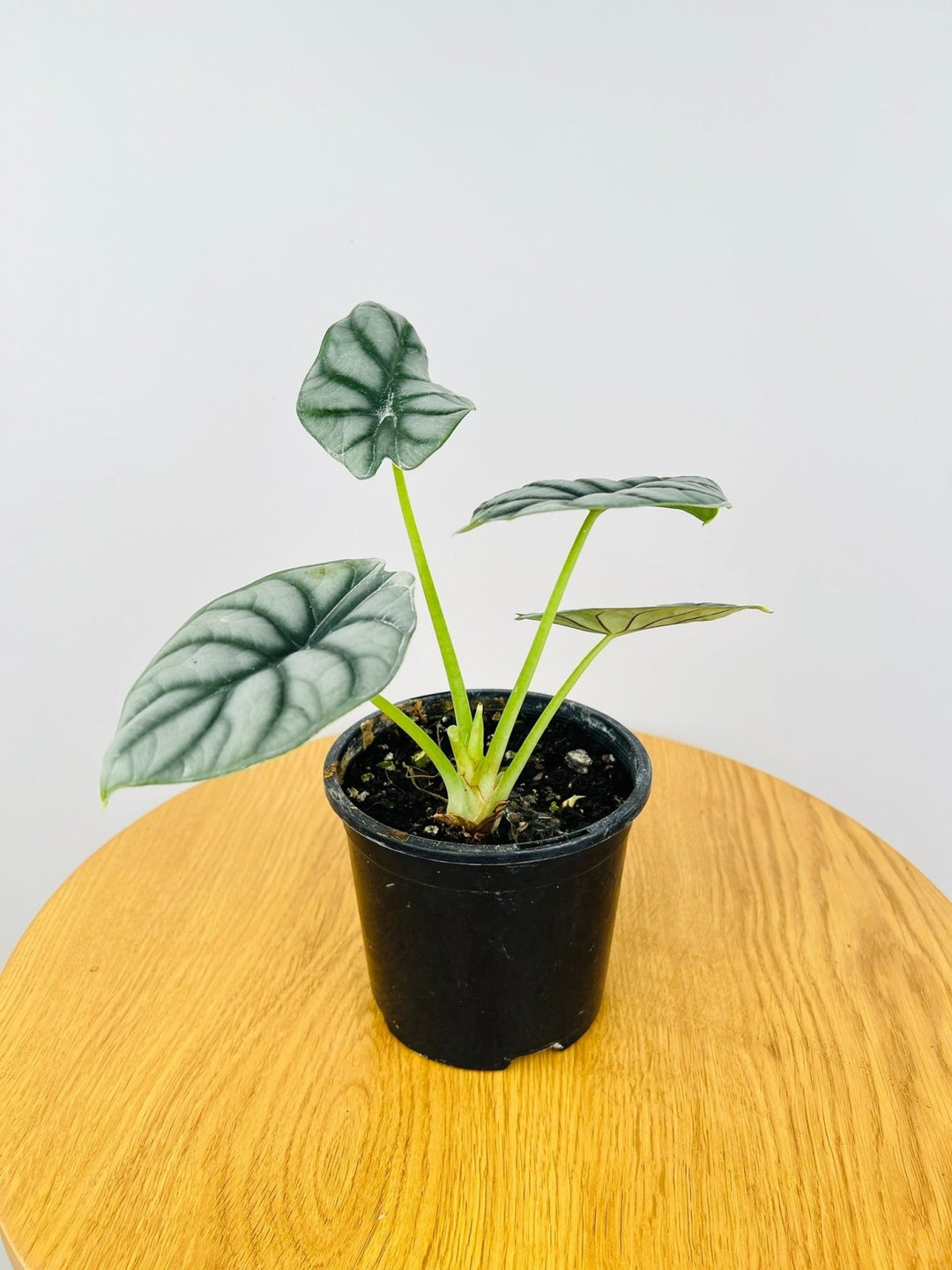 anthurium silver dragon Alocasia Baginda - Silver Dragon | Uprooted