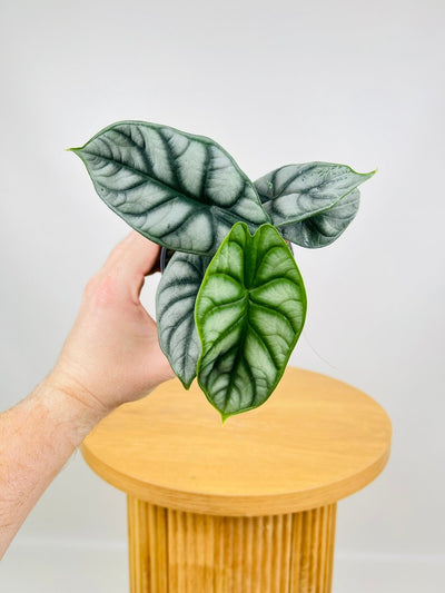 Alocasia Silver Dragon | Uprooted