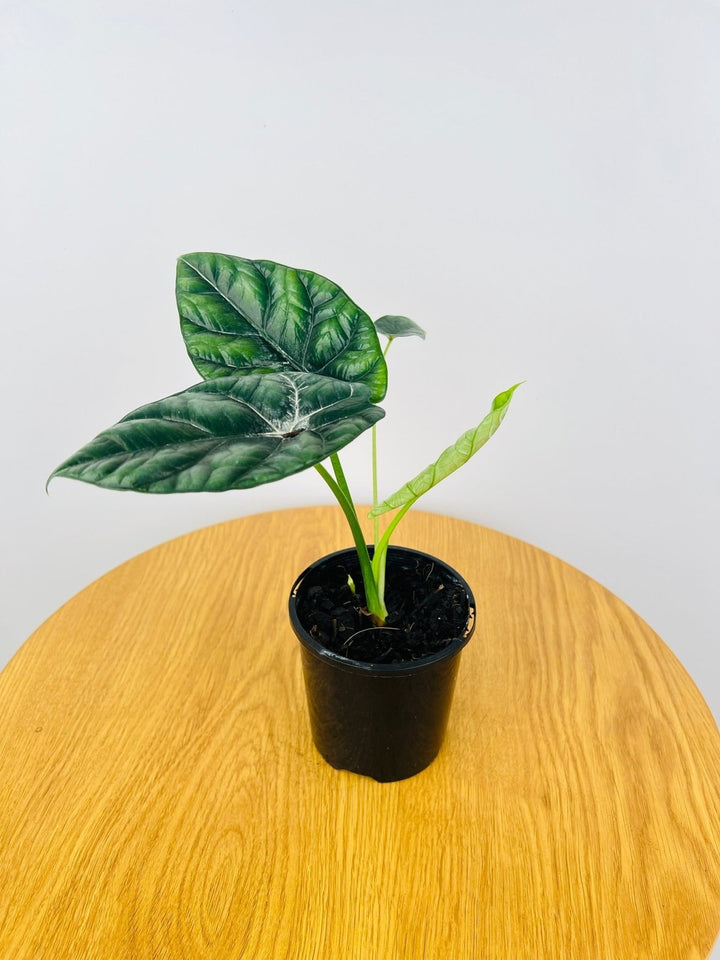 Alocasia Sinuata | Uprooted