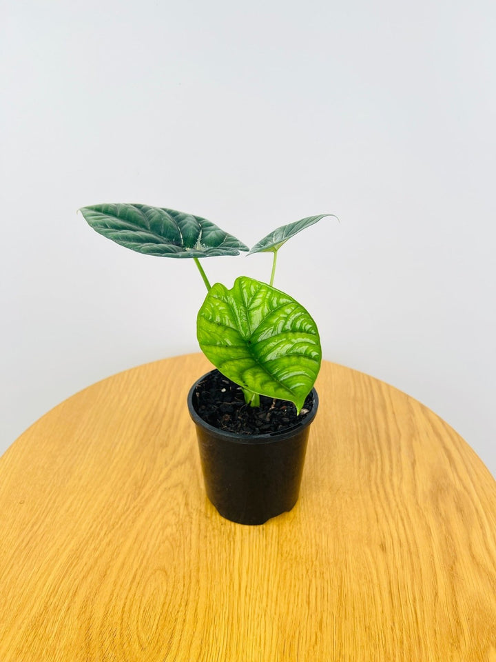 Alocasia Sinuata | Uprooted