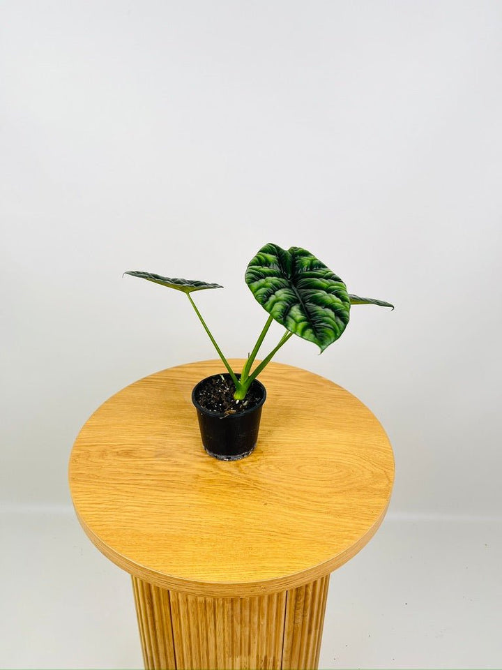 Alocasia Sinuata | Uprooted