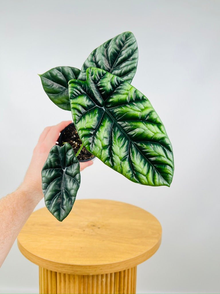 Alocasia Sinuata | Uprooted