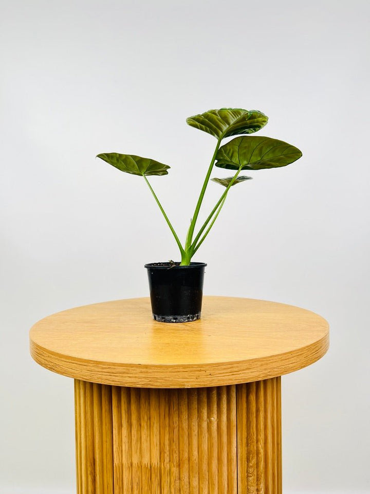 Alocasia Sinuata | Uprooted