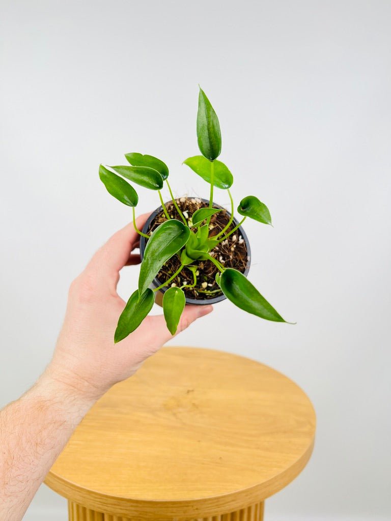 Alocasia Tiny Dancer | Uprooted