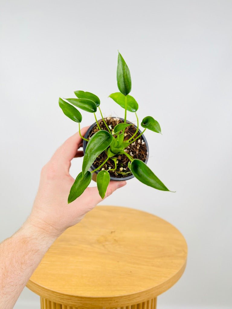 philodendron tiny dancer Alocasia Tiny Dancer | Uprooted