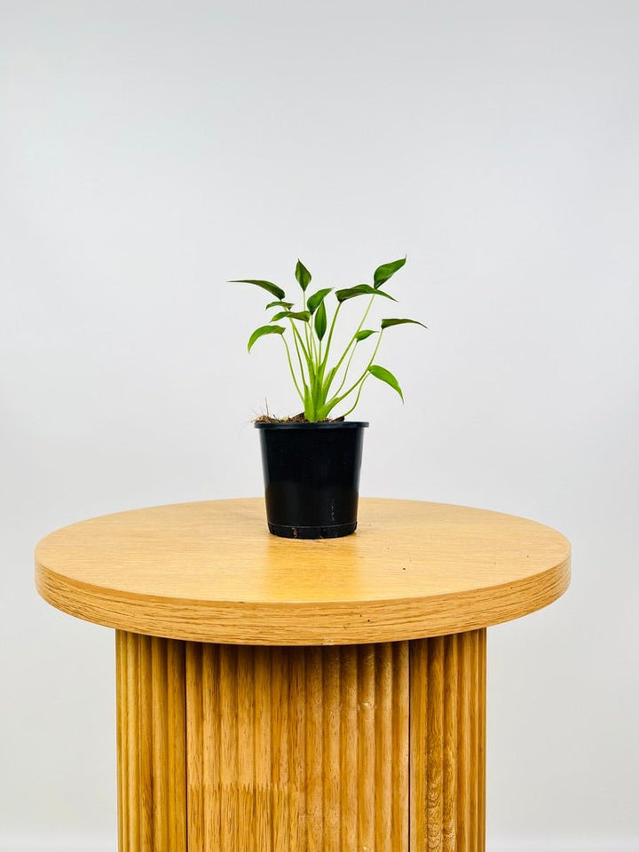 Alocasia Tiny Dancer | Uprooted