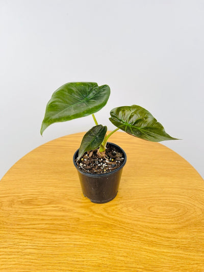 Alocasia Wentii | Uprooted