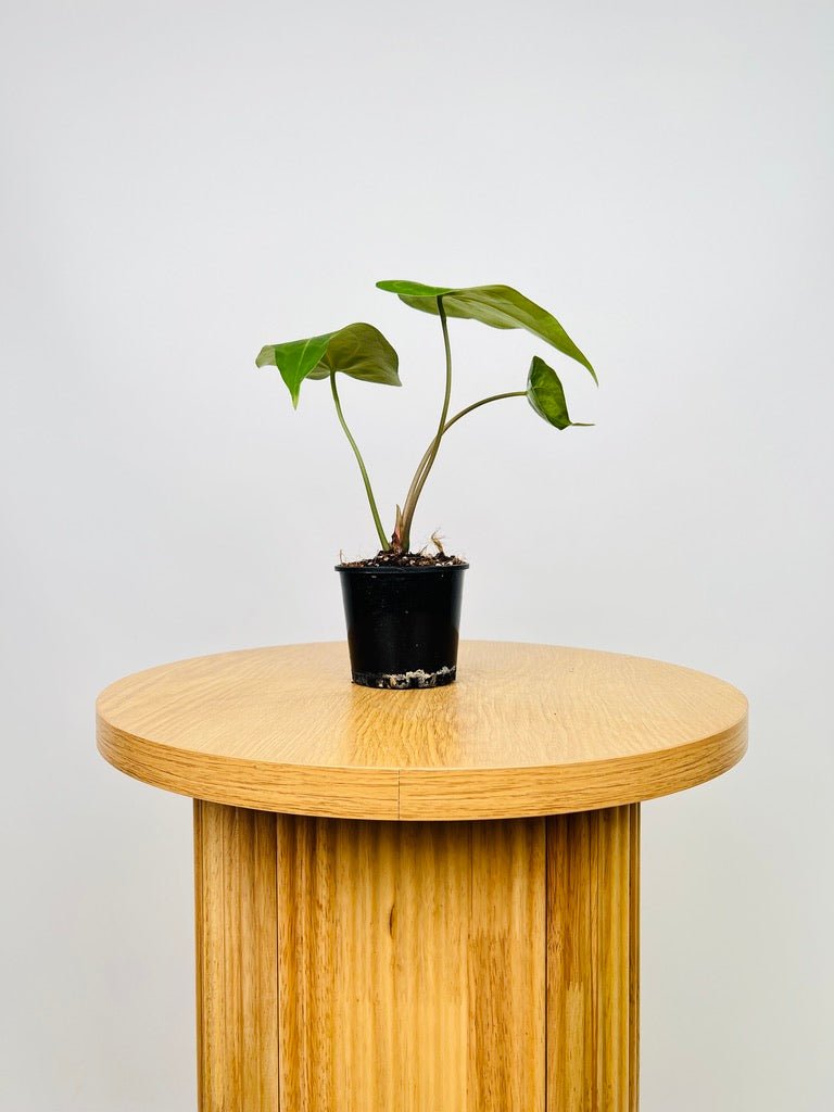 Anthurium Clarinervium | Uprooted