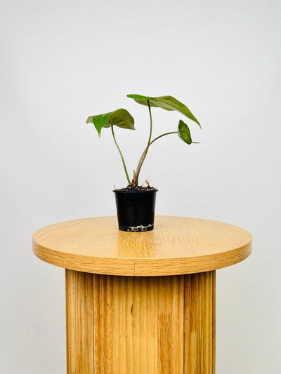 Anthurium Clarinervium | Uprooted