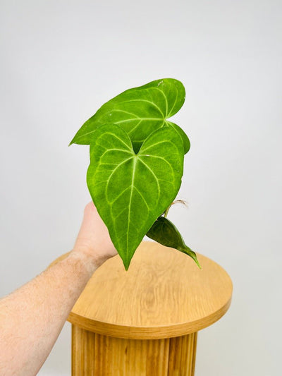 Anthurium Clarinervium | Uprooted