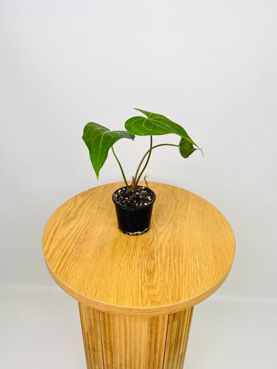 Anthurium Clarinervium | Uprooted