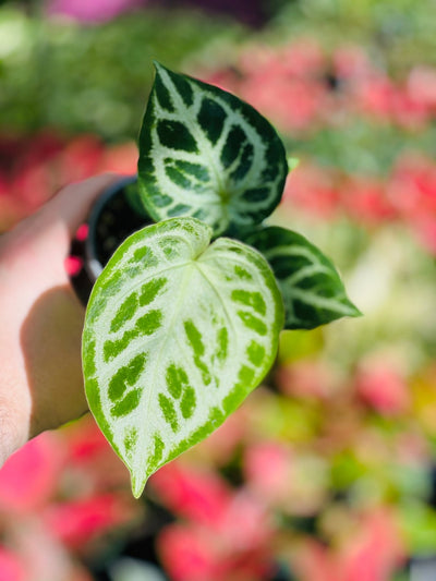 Anthurium Dorayaki Silver | Uprooted