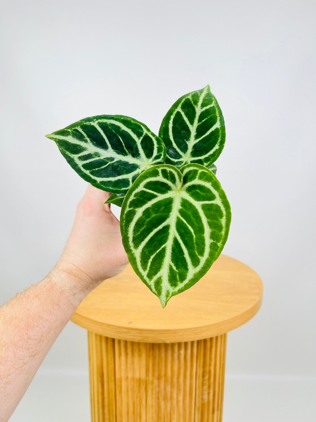 人気セール，2025 Anthurium Dorayaki × Anthurium Silver brush