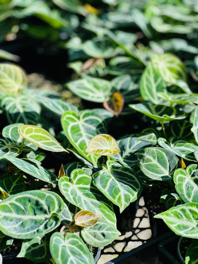 Anthurium Dorayaki | Uprooted