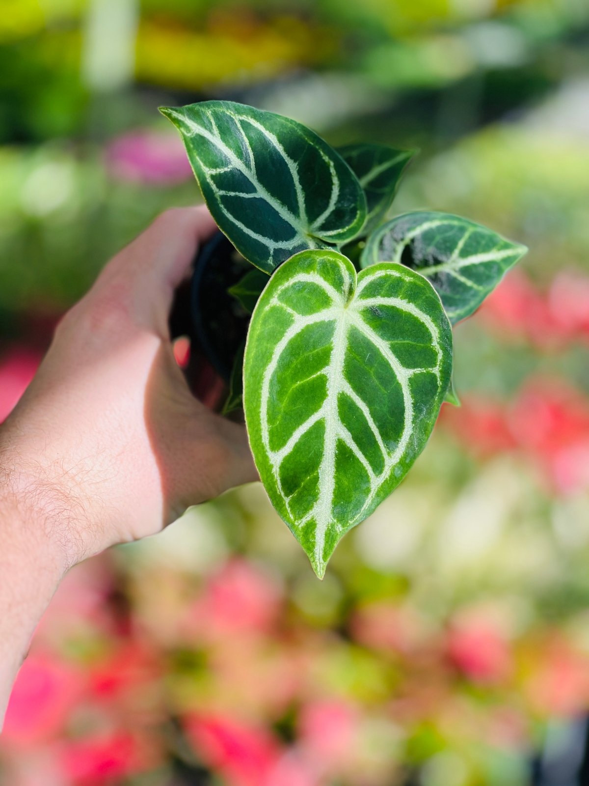 Anthurium Dorayaki | Uprooted