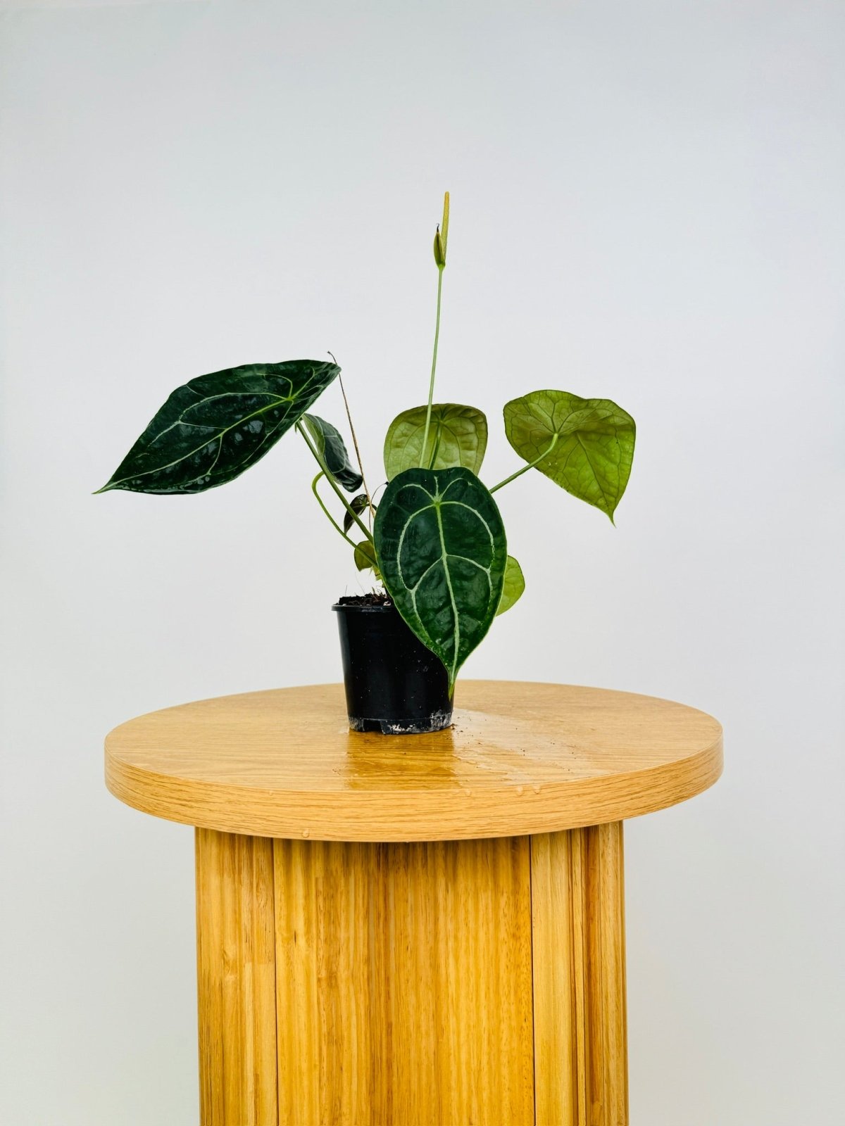 Anthurium Forgetii | Uprooted