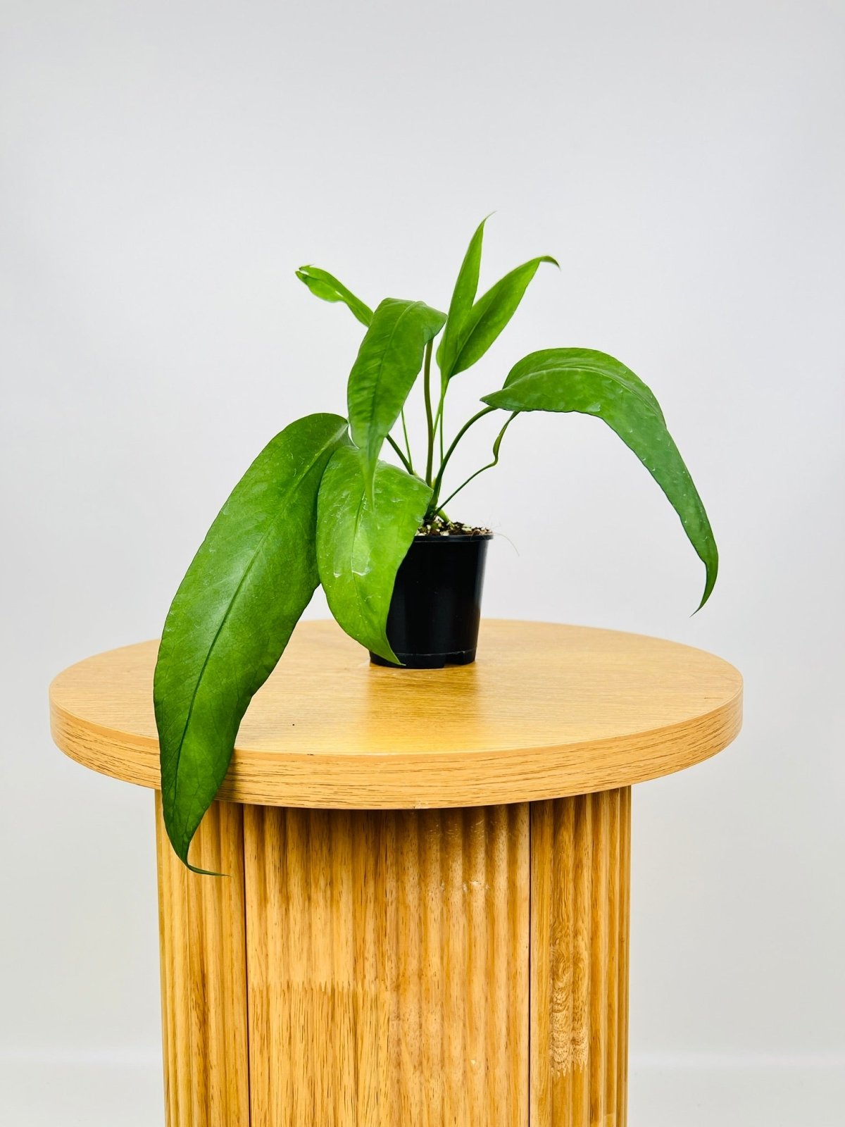 Anthurium Vittarifolium | Uprooted