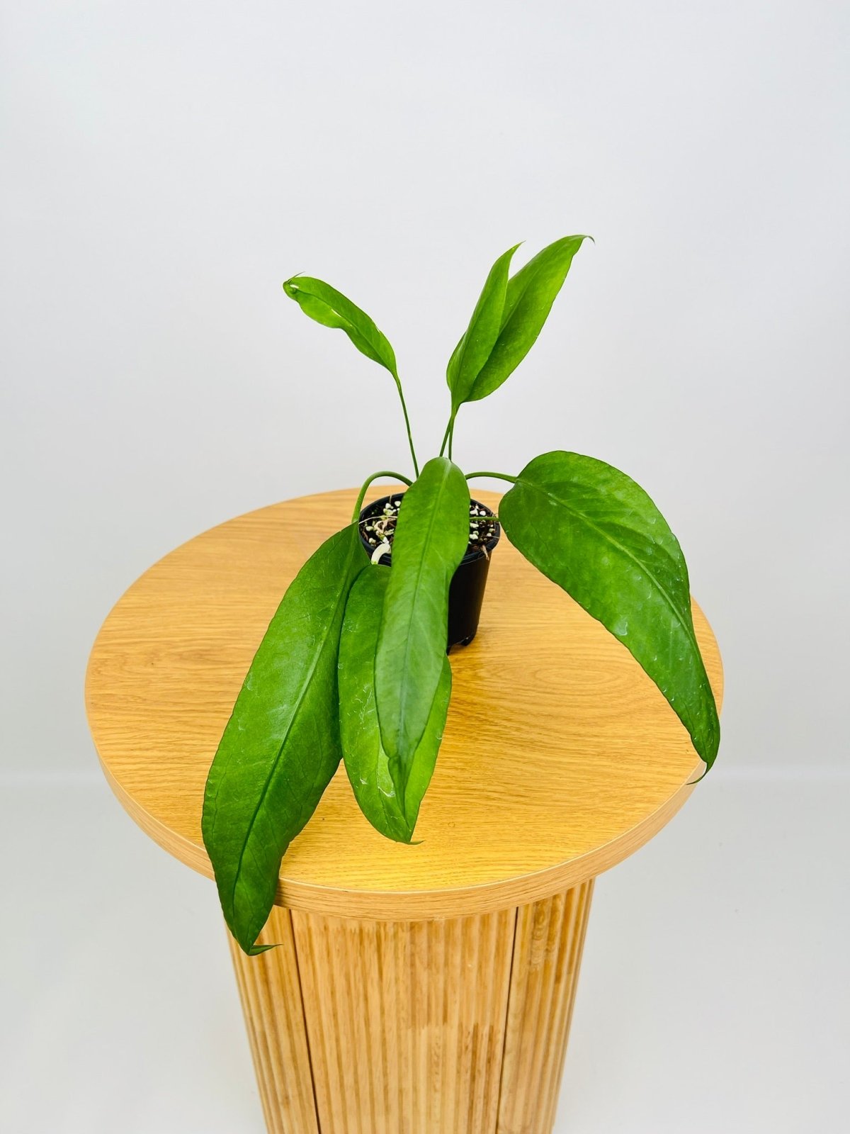 Anthurium Vittarifolium | Uprooted