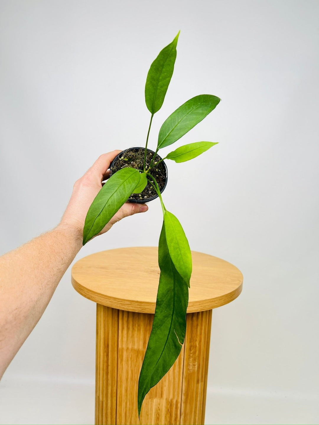 anthurium for sale australia Anthurium Vittarifolium | Uprooted