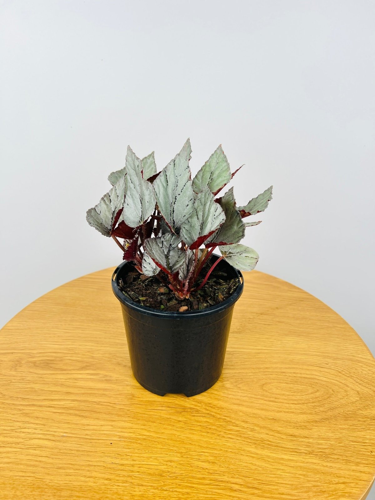 Begonia Arctic Breeze | Uprooted