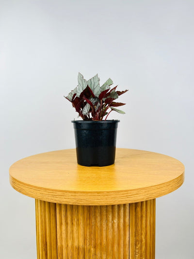 Begonia Arctic Breeze | Uprooted