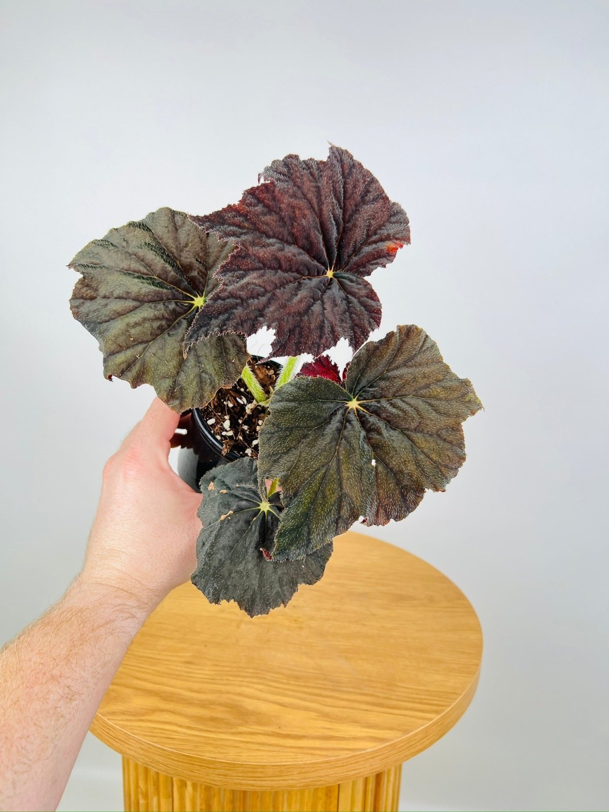 Begonia Black Velvet | Uprooted