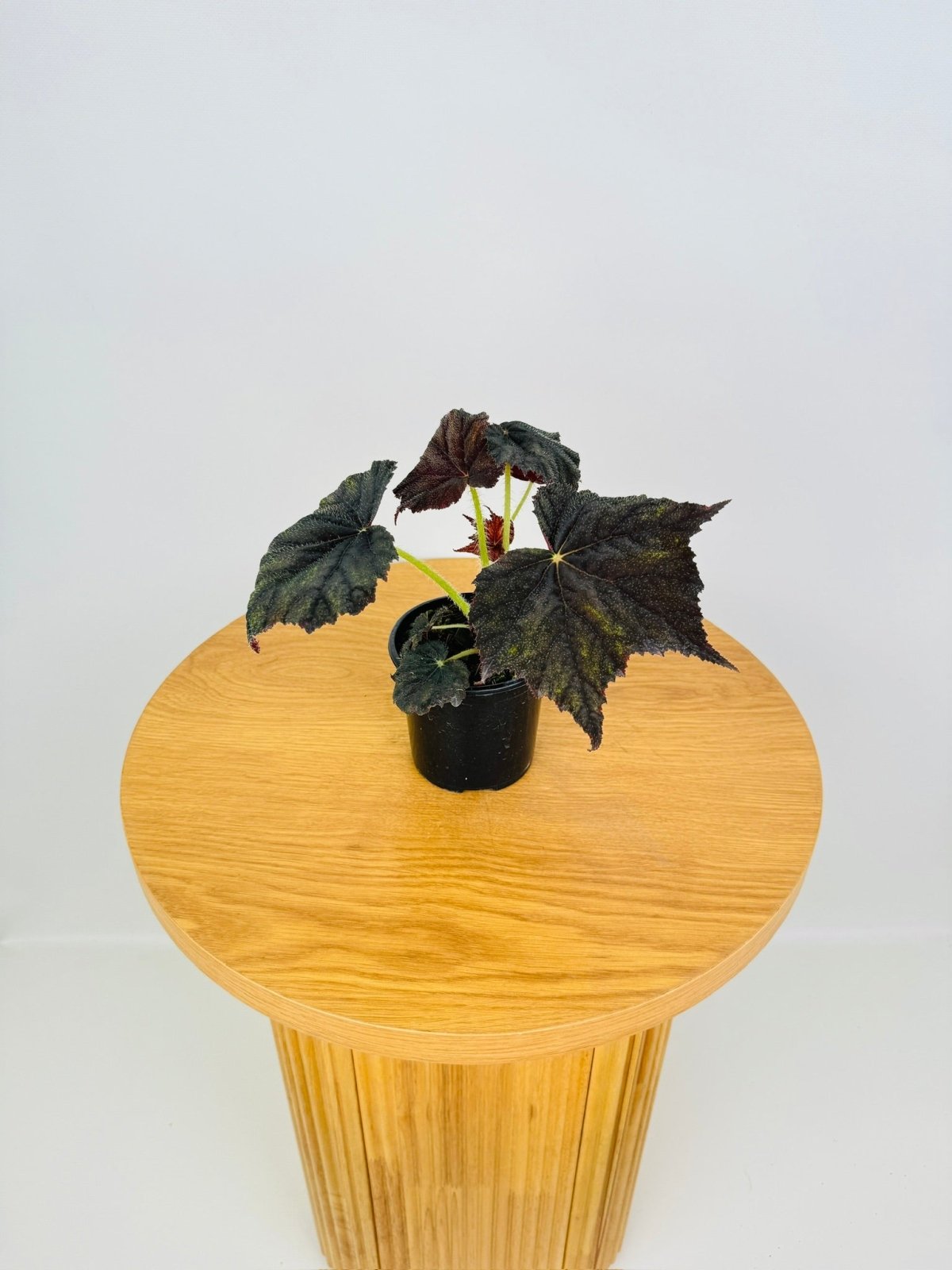 Begonia Black Velvet | Uprooted