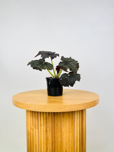 Begonia Black Velvet | Uprooted