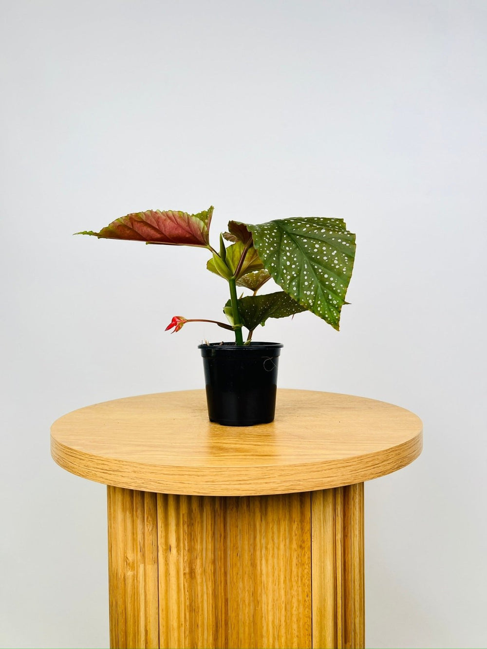 Begonia Corallina De Lucerna | Uprooted