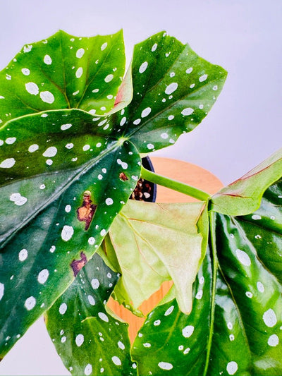 Begonia Maculata | Uprooted