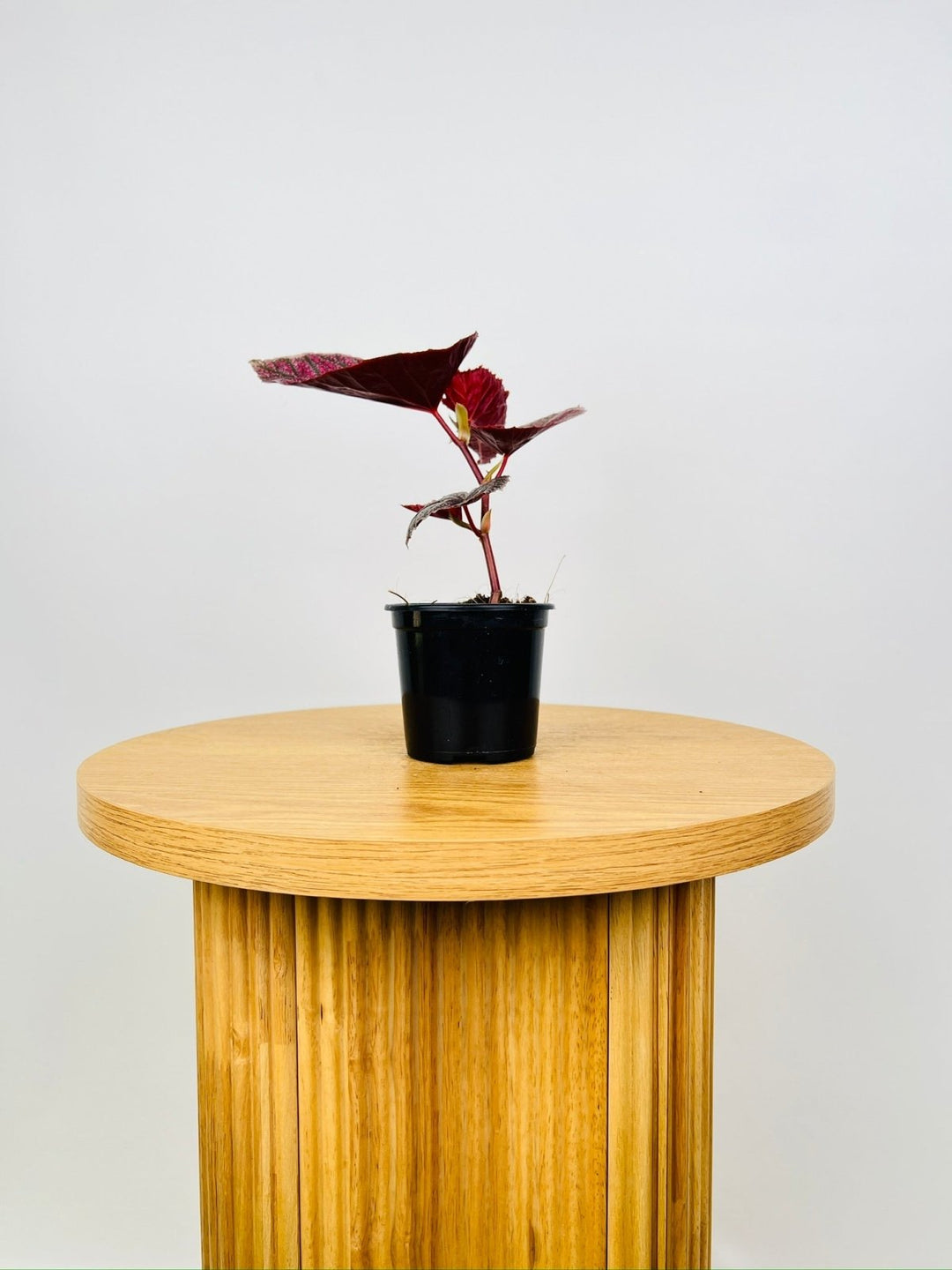 Begonia Maurice Amey | Uprooted