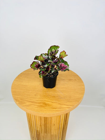 Begonia Rex - Beleaf Alaska Creek | Uprooted